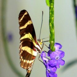 Schmetterling Lepidoptera - Butterfly - (c) HanneVoltmerDöbrich